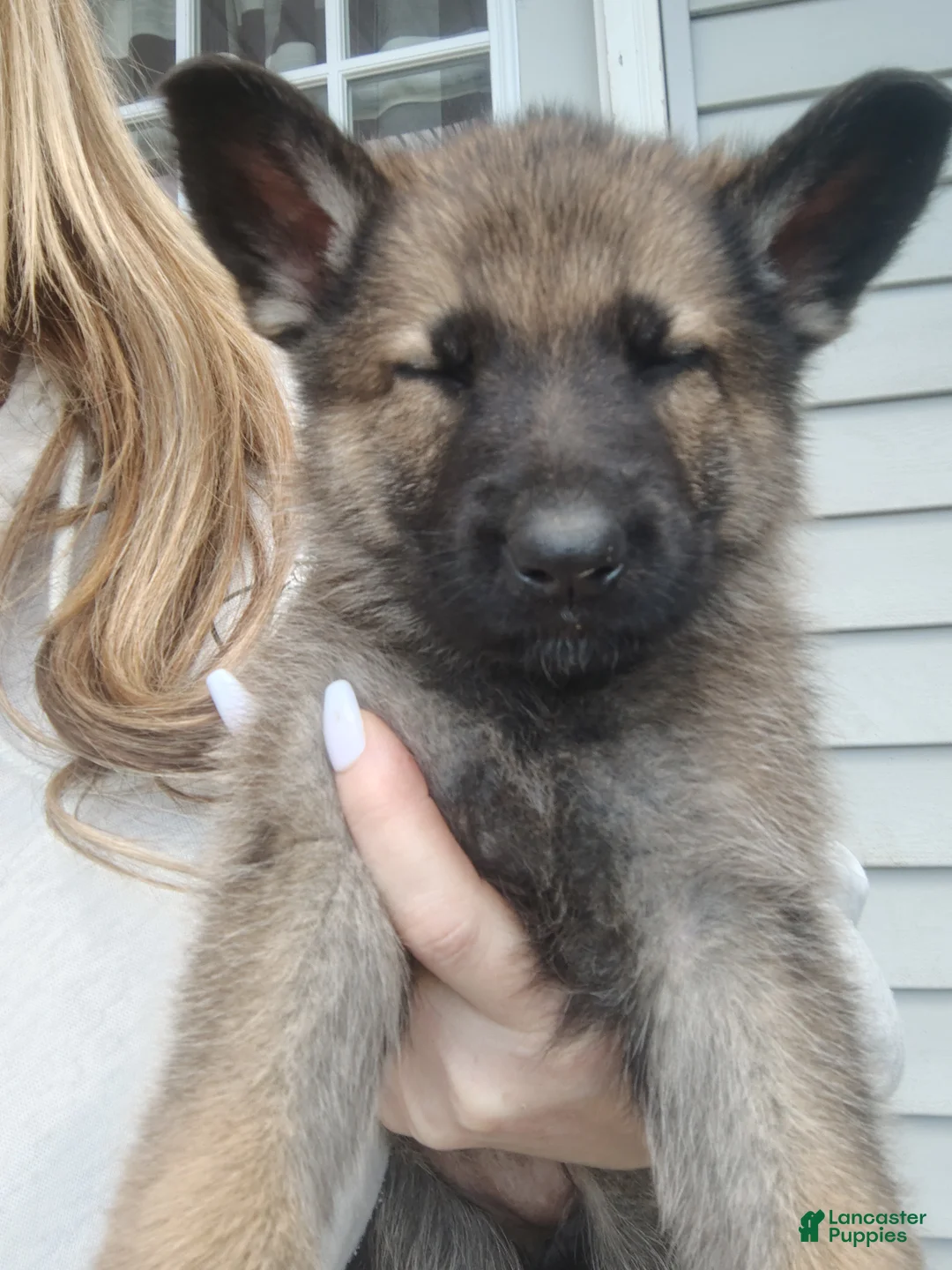 German Shepherd dogs for sale: Star - Ad 2