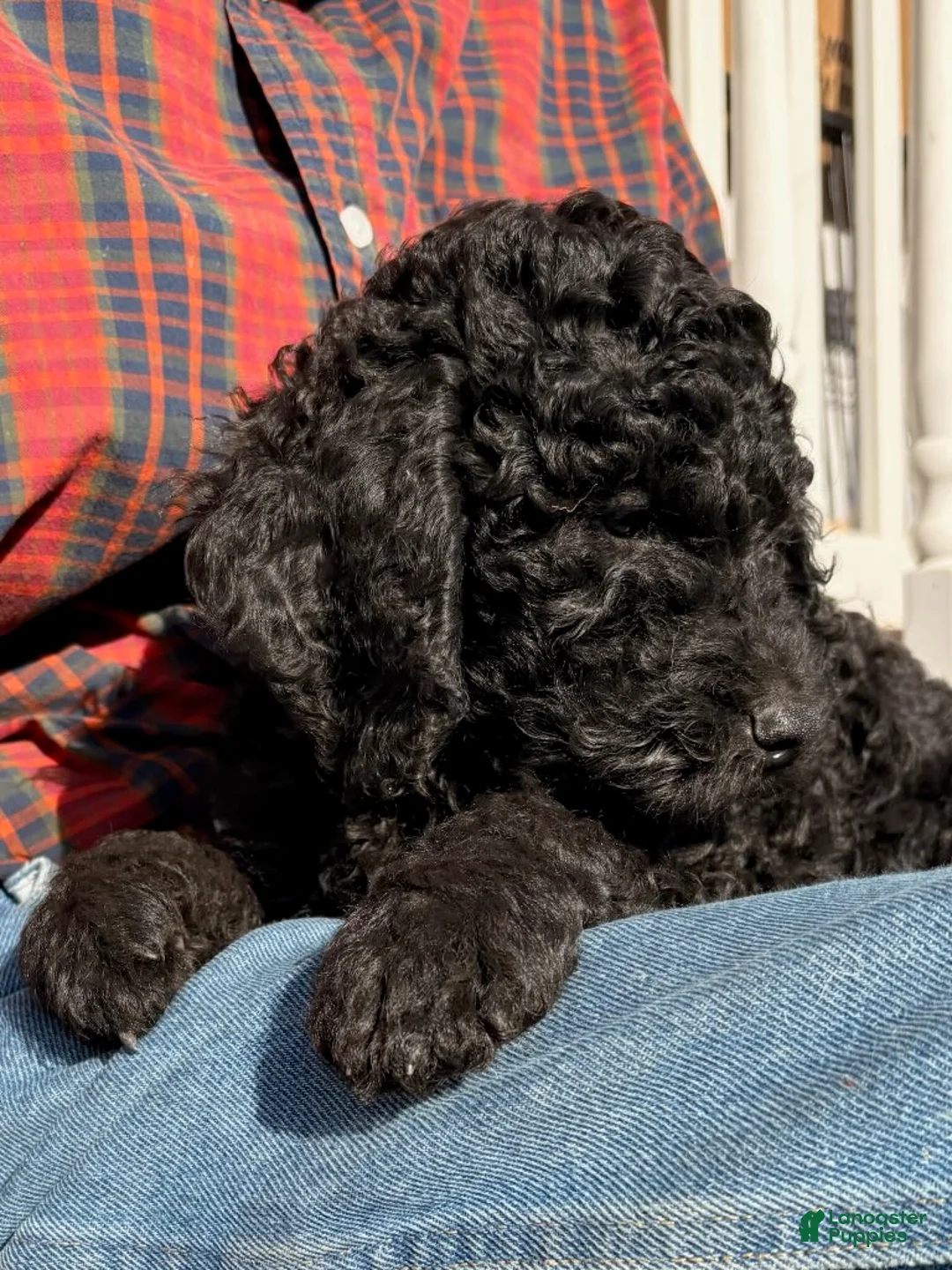 Mixed Breed dogs for sale: Maggie - Ad 4