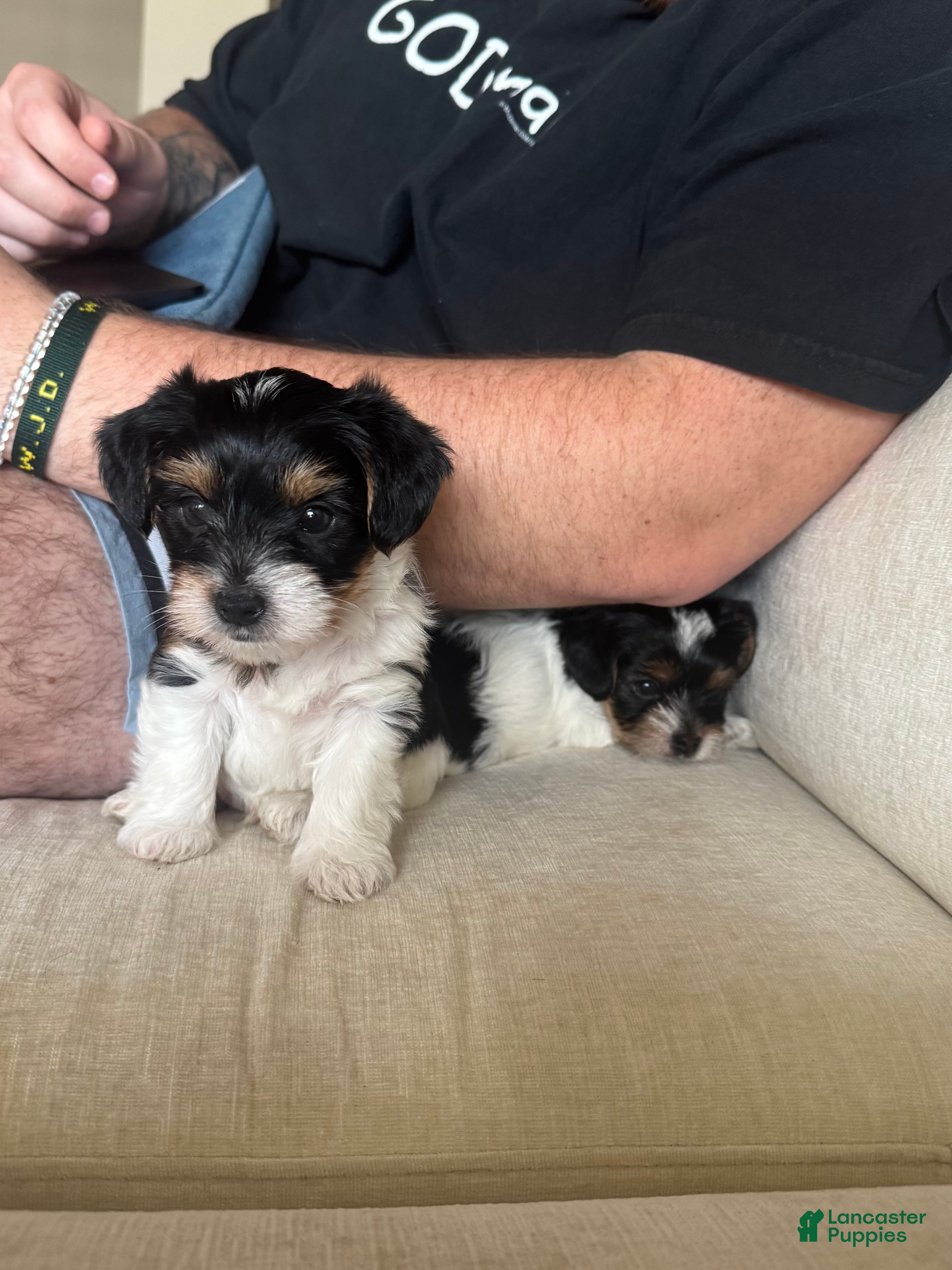 Yorkshire Terrier dogs Pickle - Ad 2