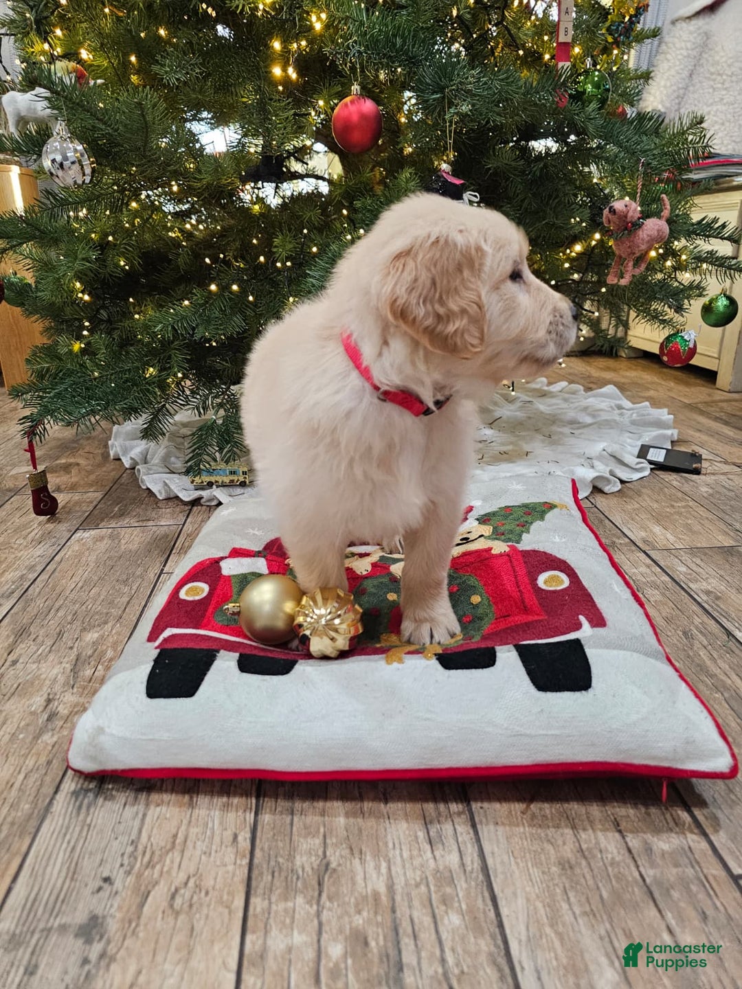 Golden Retriever dogs for sale: Golden Retriever Puppy 4 - Ad 72