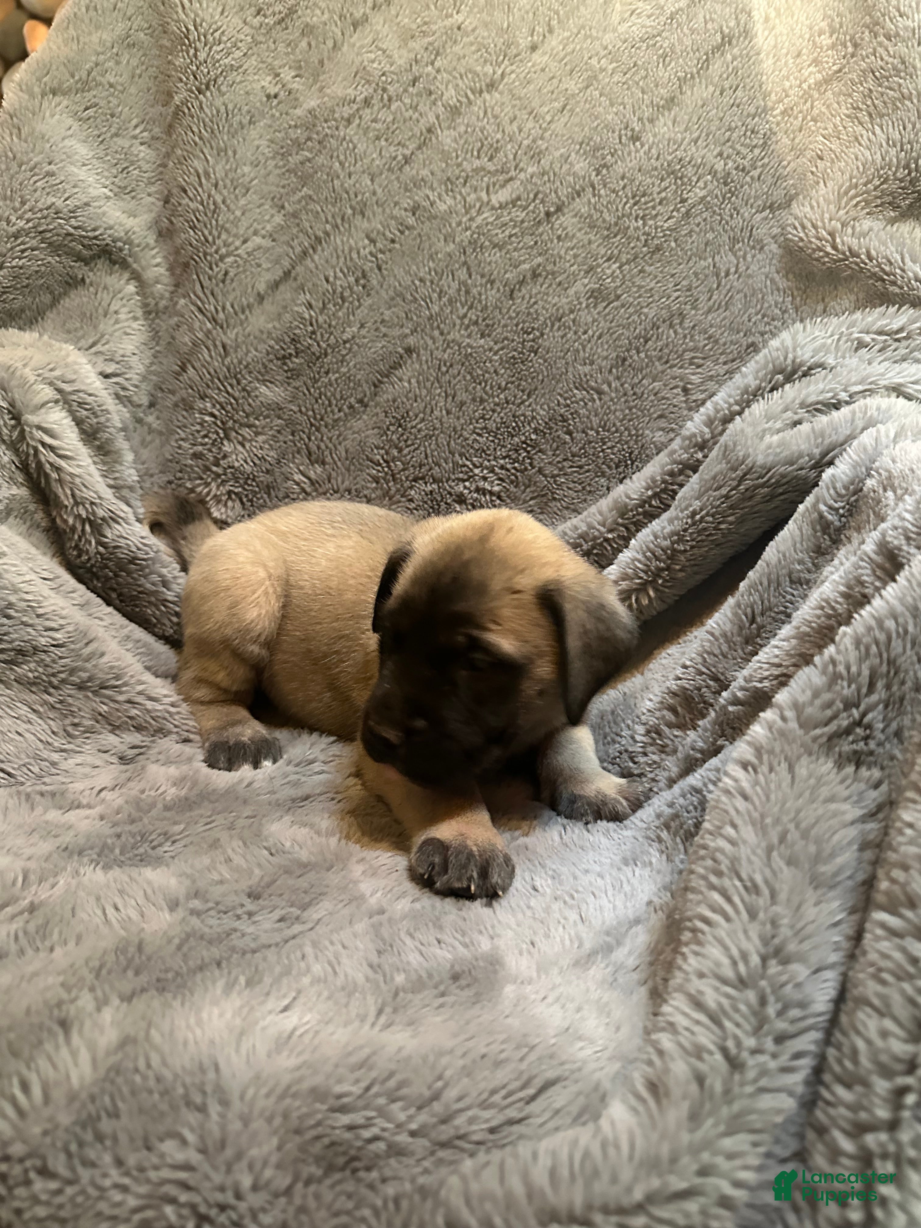 English Mastiff dogs English Mastiff Puppy 6 - Ad 21
