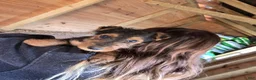 Airedale Terrier dogs for sale: Airedale Terrier 2 - Ad 3