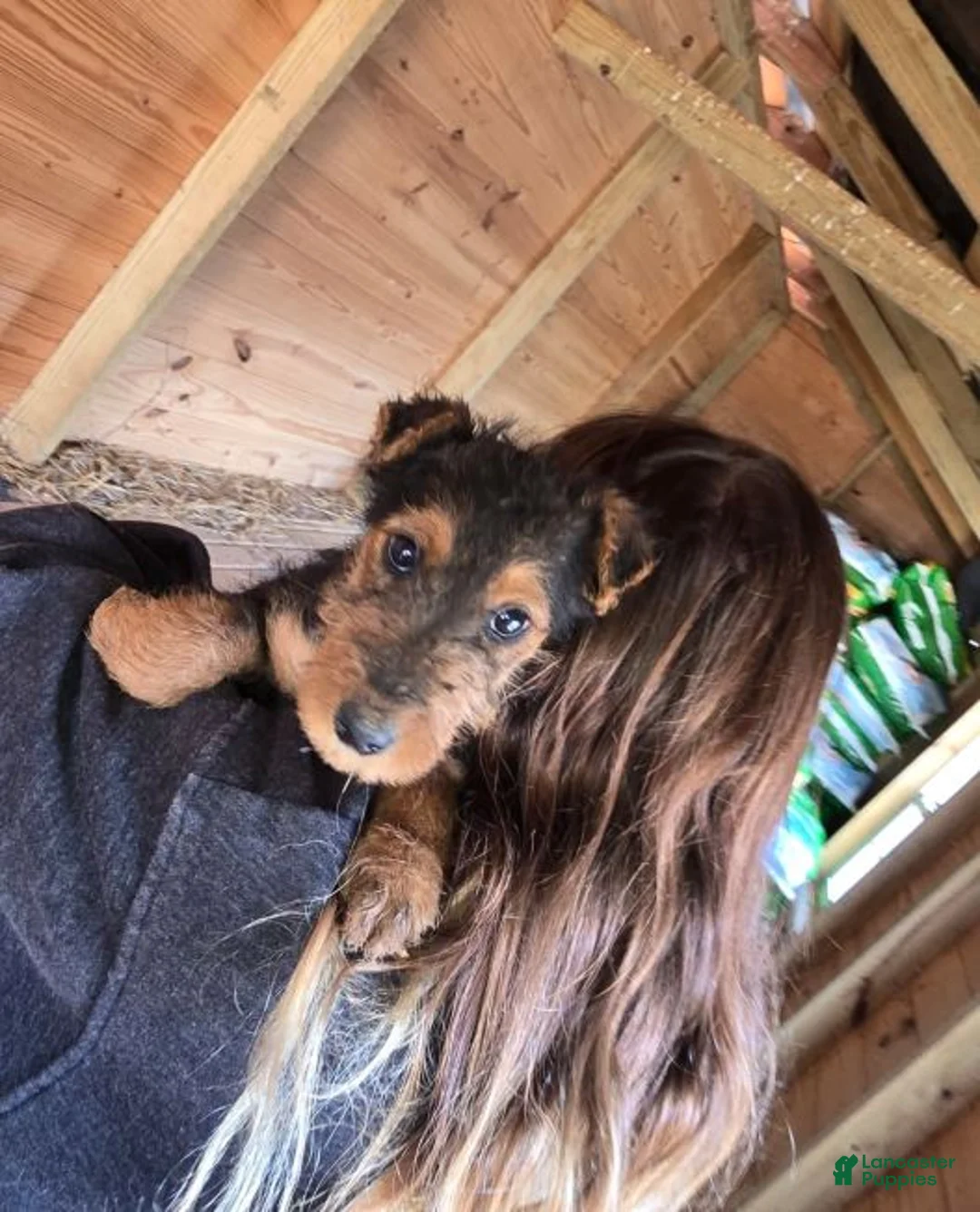 Airedale Terrier dogs for sale: Airedale Terrier 2 - Ad 3