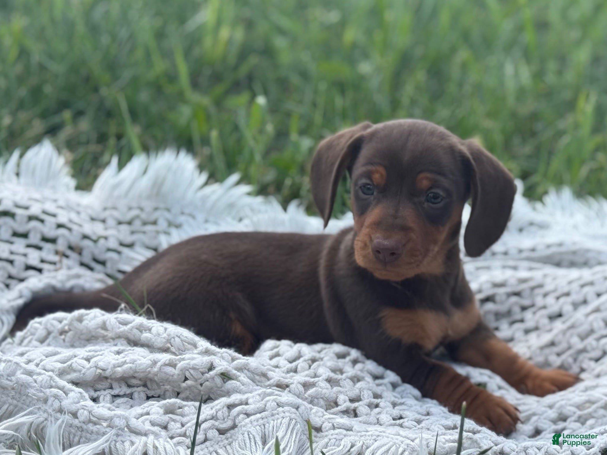 Miniature Dachshund dogs Gavin - Ad 2