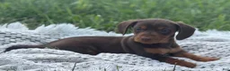 Miniature Dachshund dogs for sale: Gavin - Ad 2