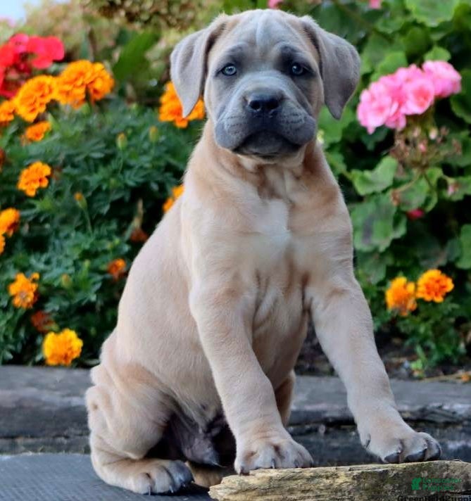 Cane Corso dogs Mr Sarge - Ad 1