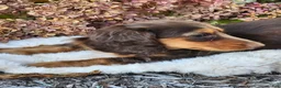 Miniature Dachshund dogs for sale: Poppy - Ad 15