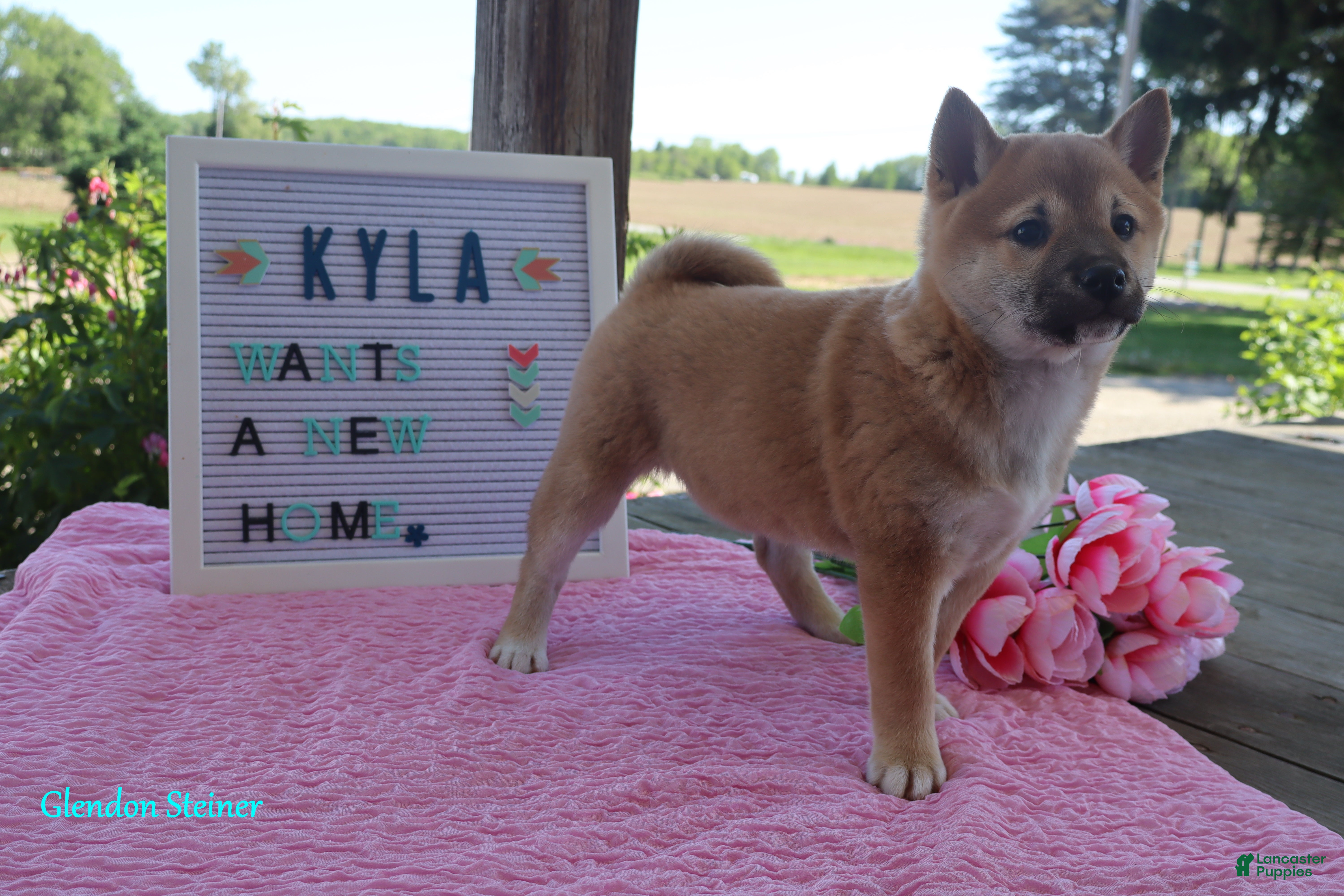 Shiba Inu dogs Kyla - Ad 2