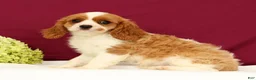 Cavalier King Charles Spaniel dogs for sale: Tommy - Ad 5