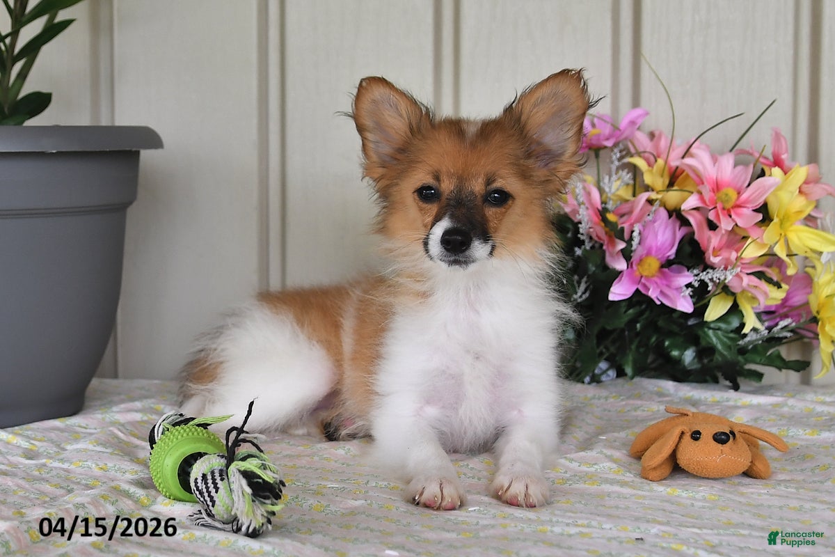 Papillon dogs Dusty - Ad 1