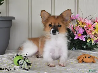 Papillon dogs for sale: Dusty - Ad 4