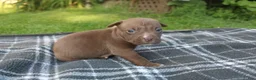 American Bully dogs for sale: Floki - Ad 7