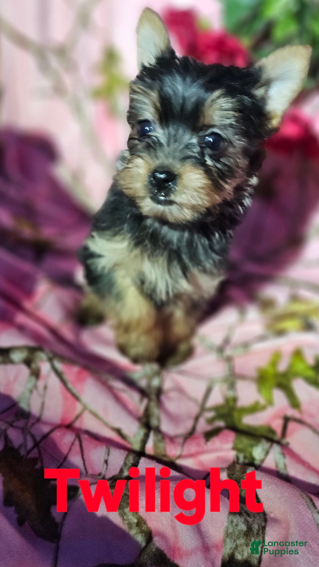 Morkie dogs for sale: TWILIGHT  - Ad 4