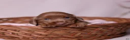 Miniature Dachshund dogs for sale: Snickers - Ad 1