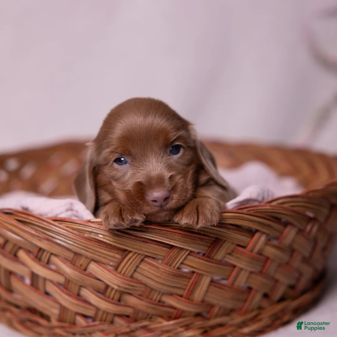 Miniature Dachshund dogs for sale: Snickers - Ad 1