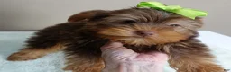 Yorkshire Terrier dogs for sale: Samson - Ad 6