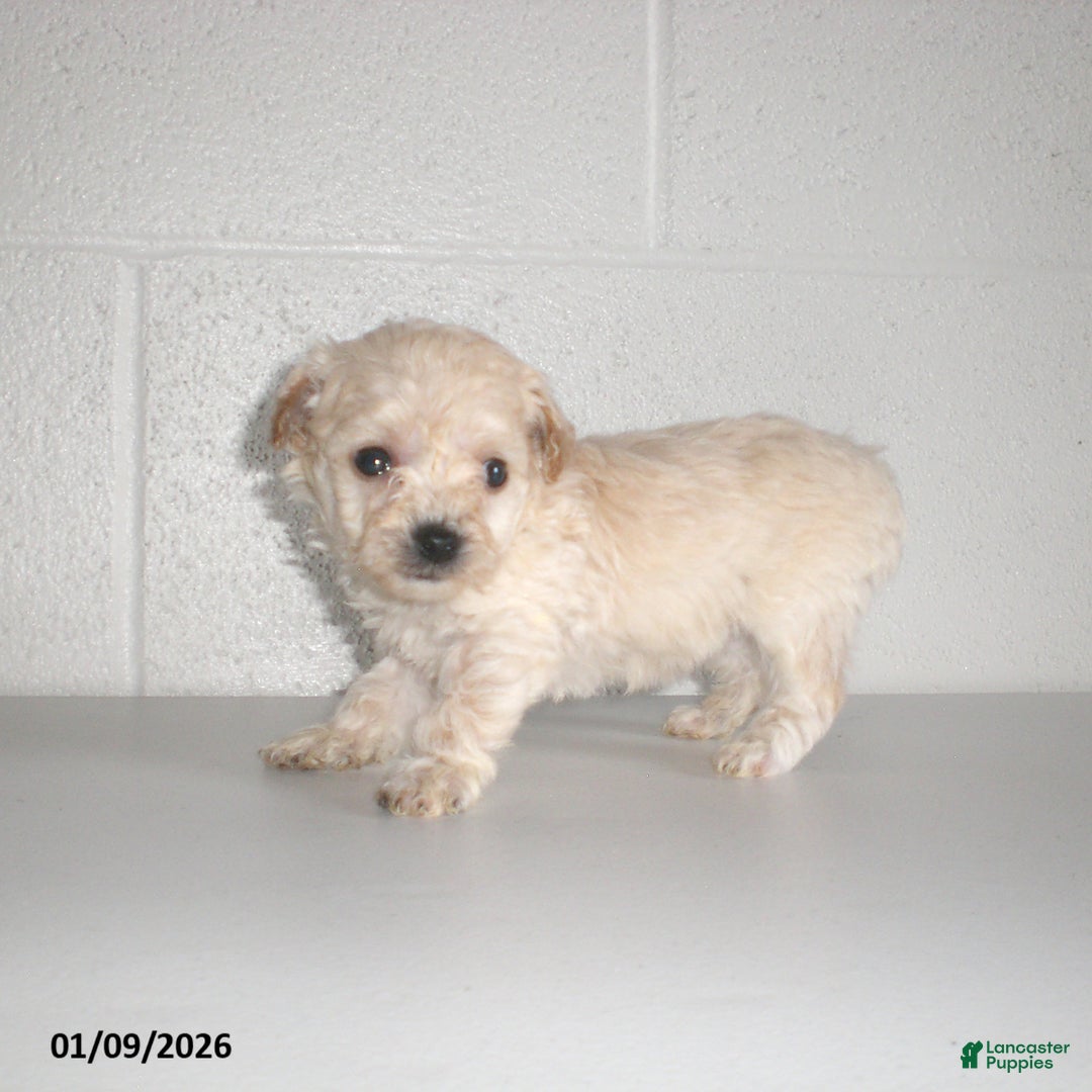 Yorkiepoo dogs for sale: Kelly - Ad 16