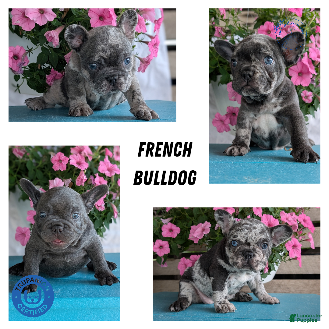 Blue Frenchies Licensed French Bulldog Breeders AKC French
