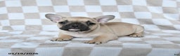 French Bulldog dogs for sale: Harley - Ad 2