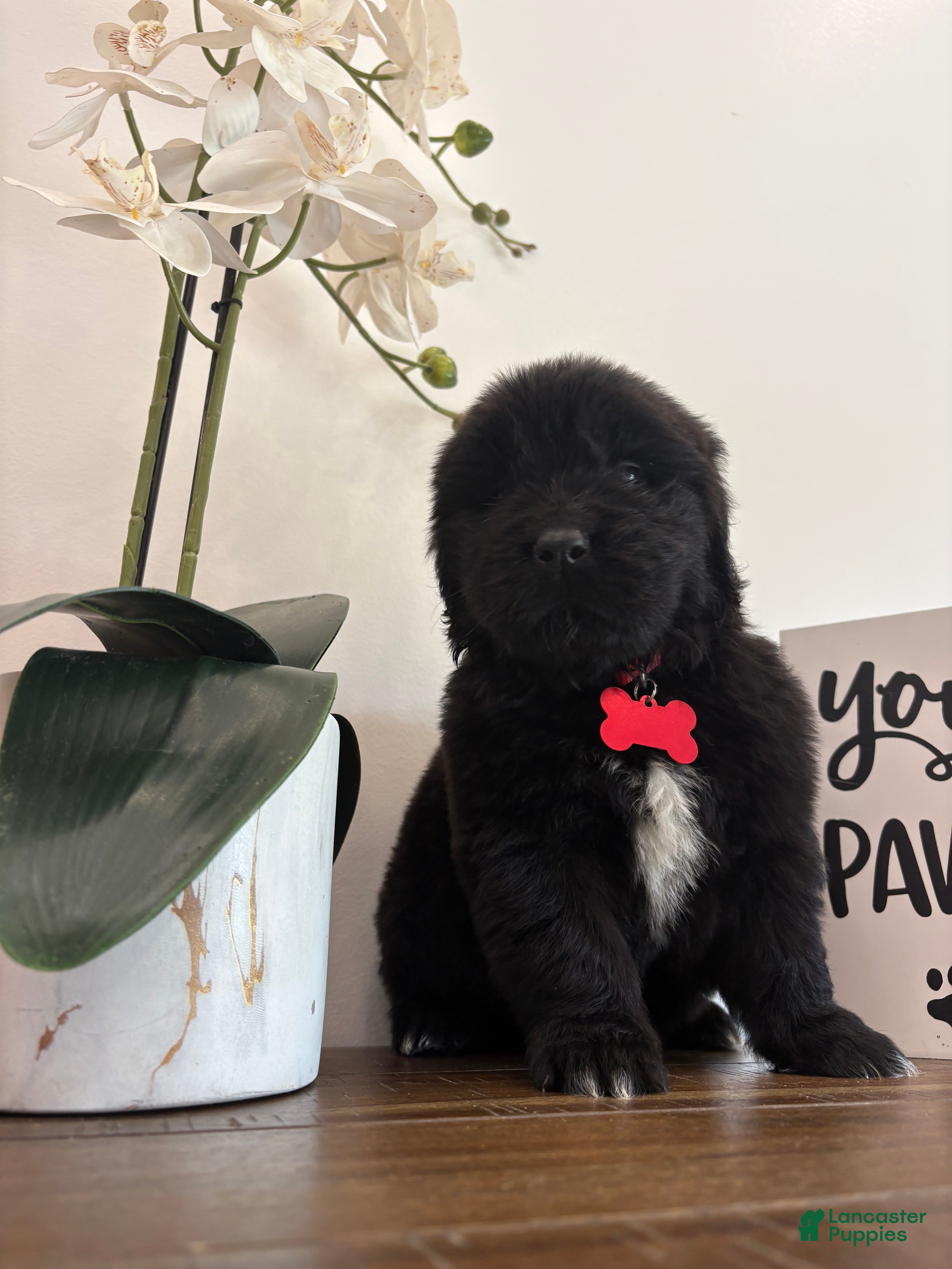 Newfoundland dogs Bae - Ad 10