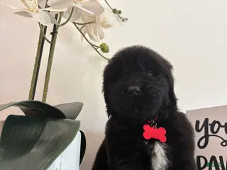 Newfoundland dogs Bae - Ad 10