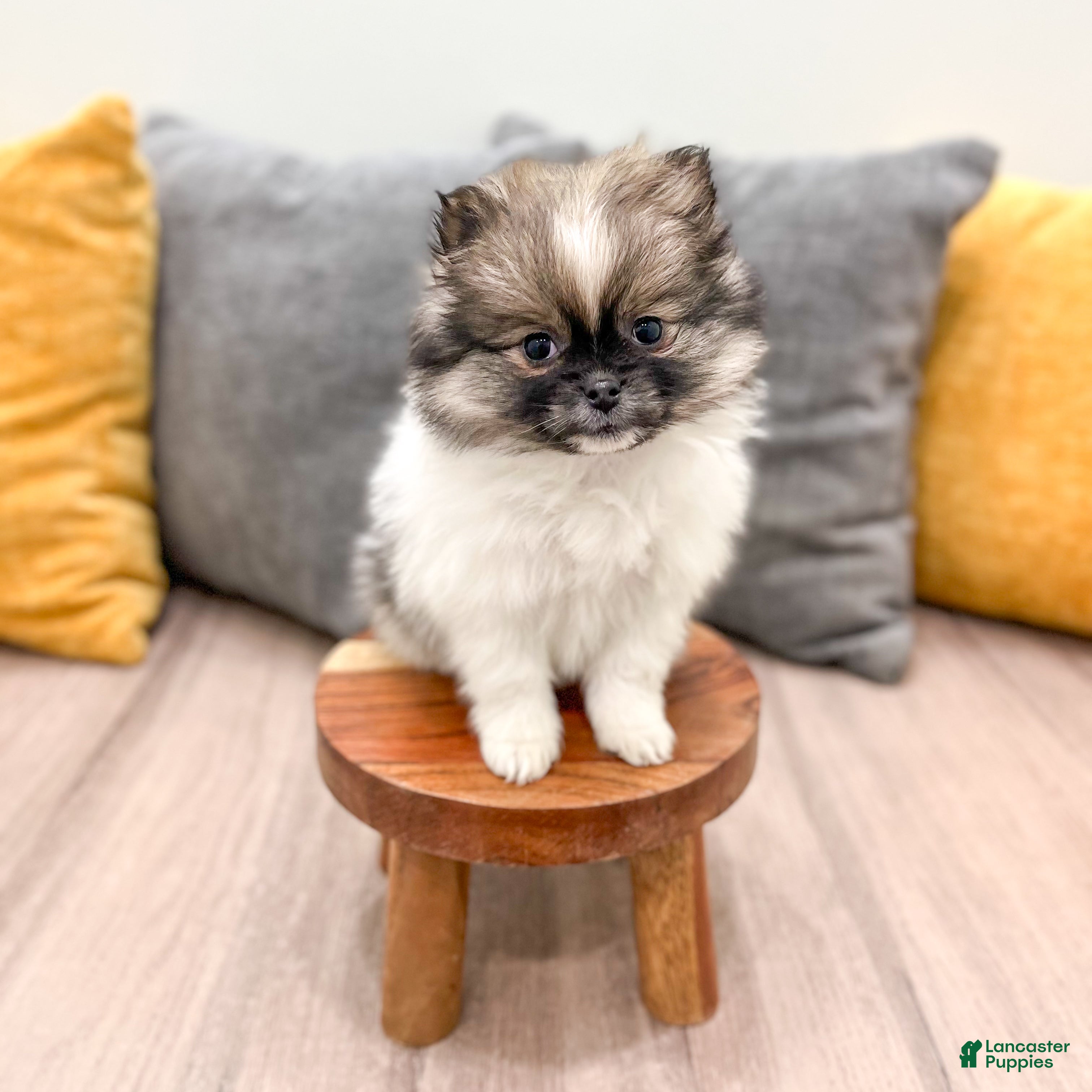 Pomeranian dogs Sweetie - Ad 2