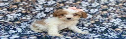 Cavapoo dogs for sale: Ruby - Ad 6