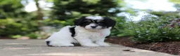 Cavachon dogs for sale: Dory - Ad 8
