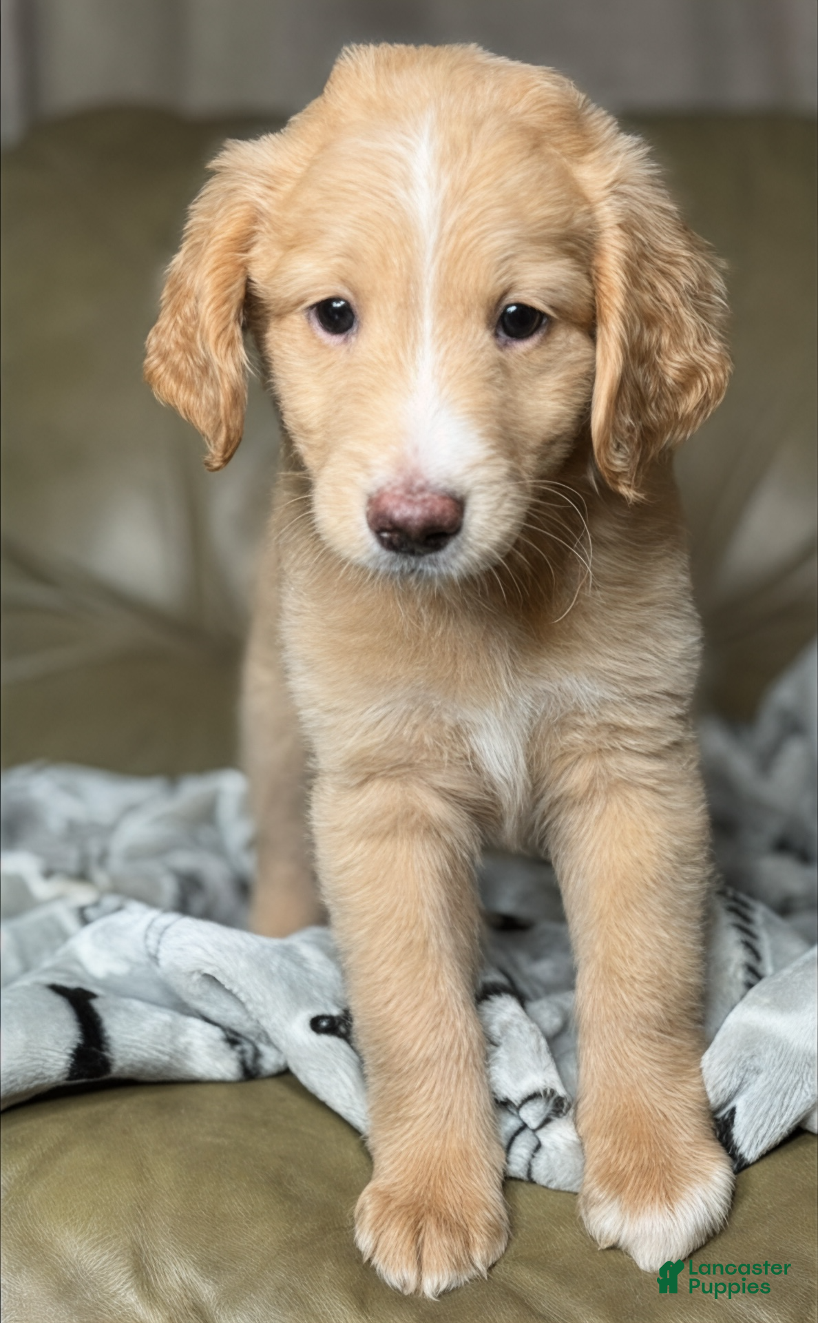 Aussiedoodle dogs  Darling  - Ad 15