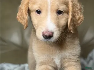 Aussiedoodle dogs Darling - Ad 21