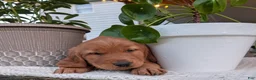Golden Retriever dogs for sale: Tucker - Ad 4