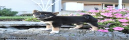 Shiba Inu dogs for sale: Veronica - Ad 7