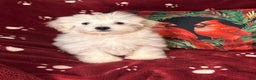 Maltese dogs for sale: Pete - Ad 1