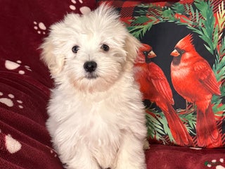 Maltese dogs Pete - Ad 26