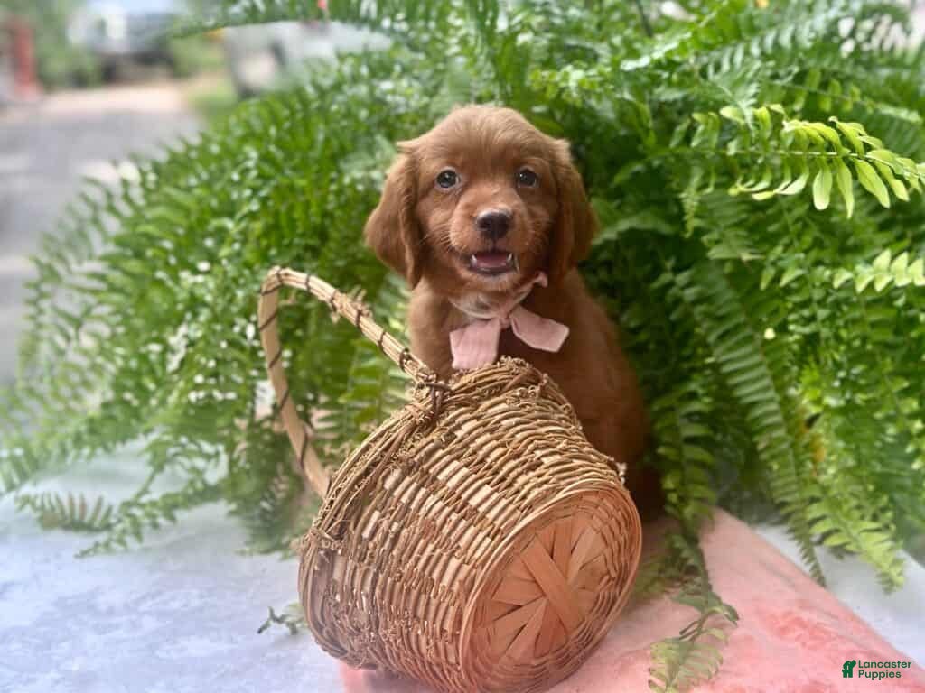 Mini Goldendoodle dogs Roberta - Ad 2