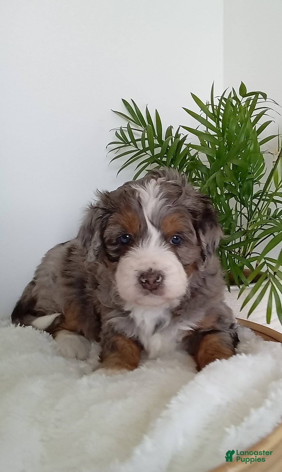 Gallery Image {{count}}