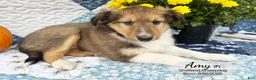 Shetland Sheepdog dogs for sale: Amy - Ad 4
