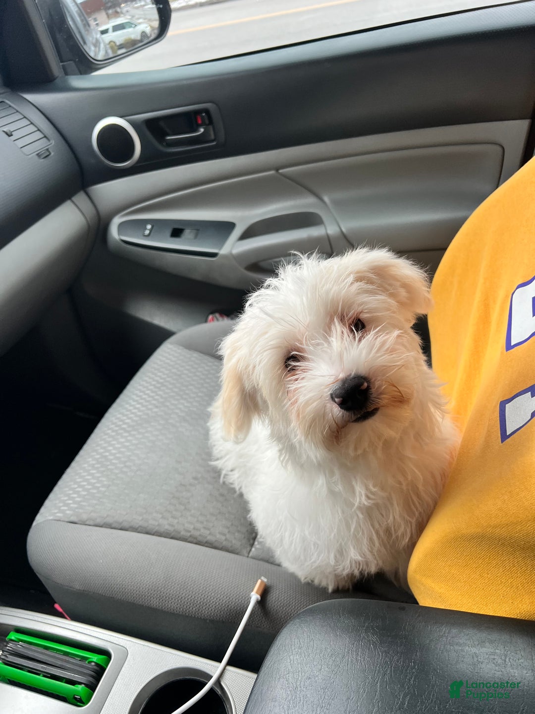 Maltipoo dogs for sale: Maltipoo Puppy 1 - Ad 5