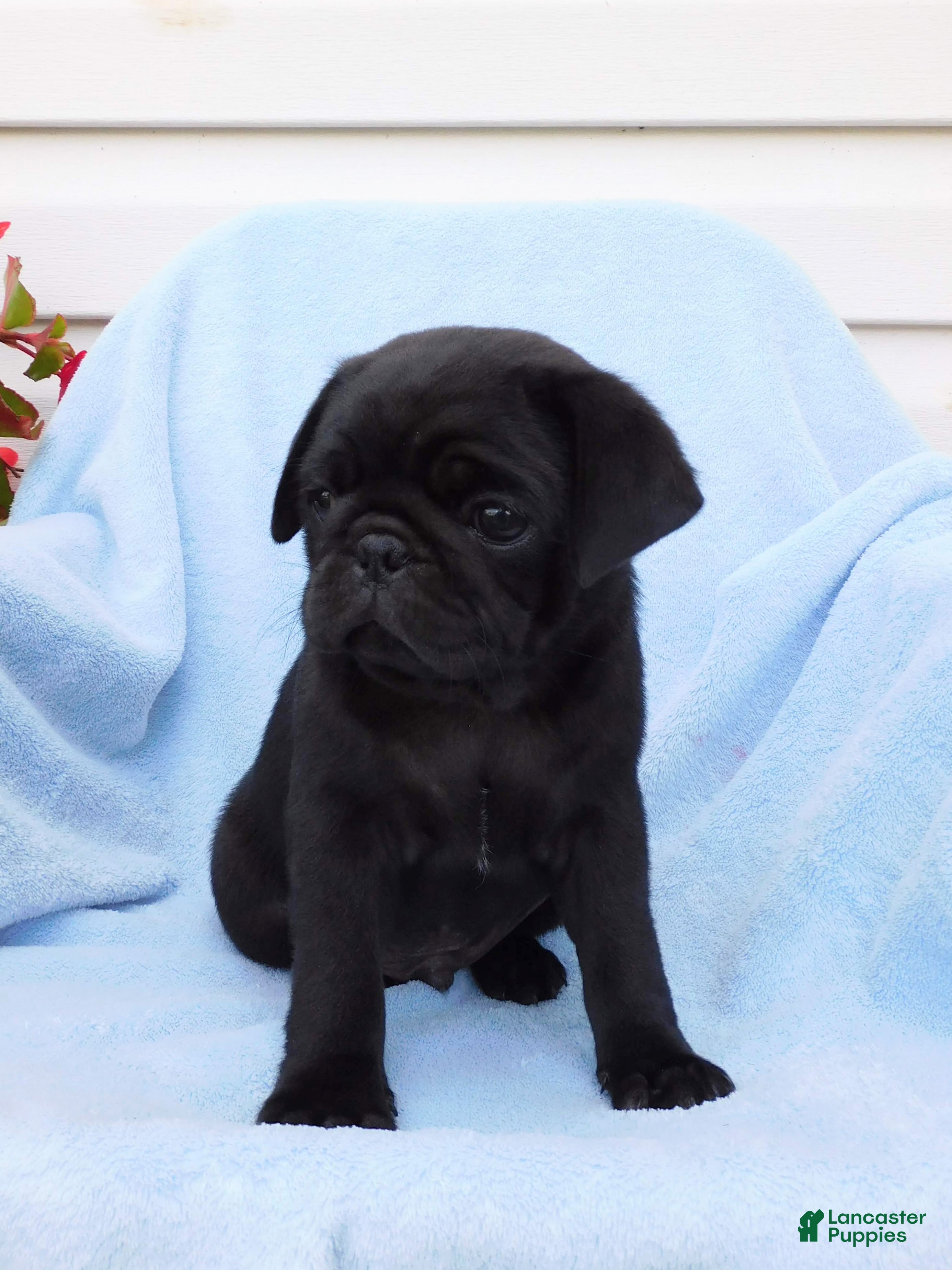 Pug dogs Carter - Ad 2