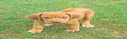 Rhodesian Ridgeback dogs for sale: Rhodesian Ridgeback 1 - Ad 4