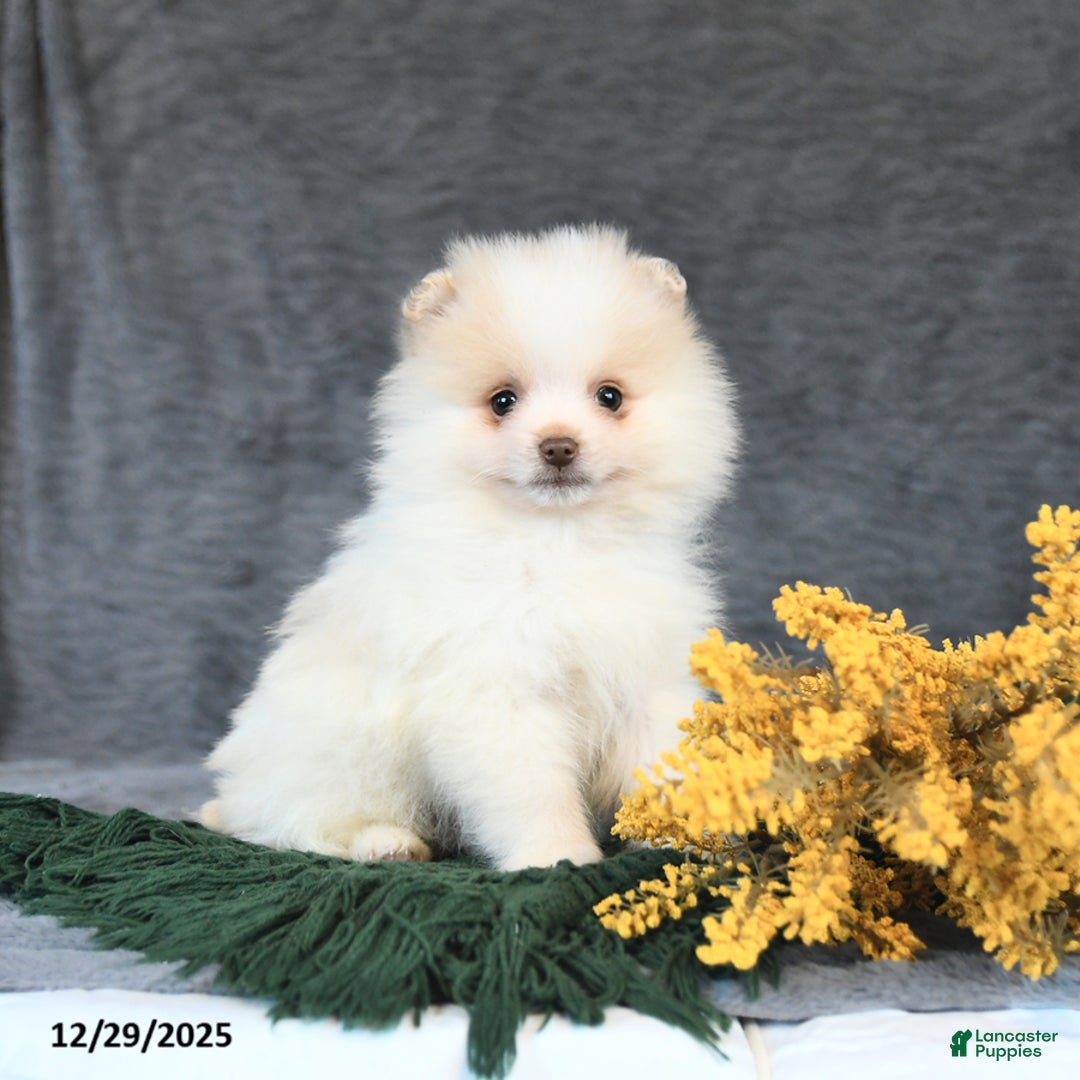Pomeranian dogs for sale: Eskimo - Ad 2