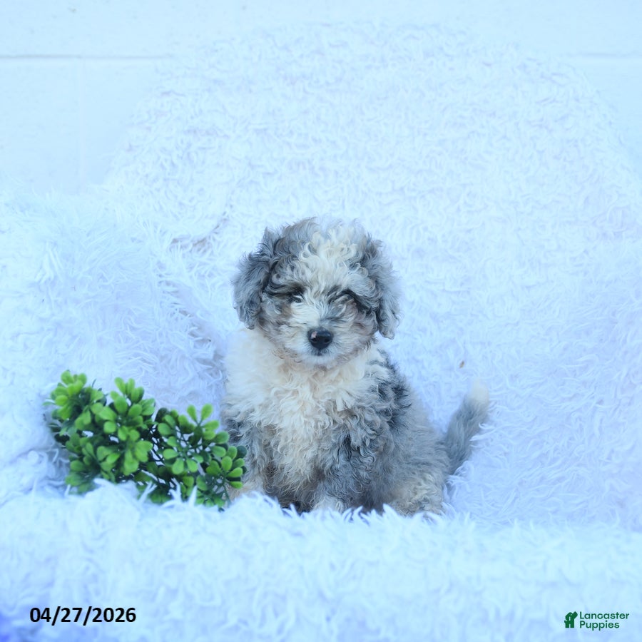 Miniature Poodle dogs Max  - Ad 1