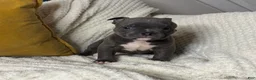 American Bully dogs for sale: Drill - Ad 2