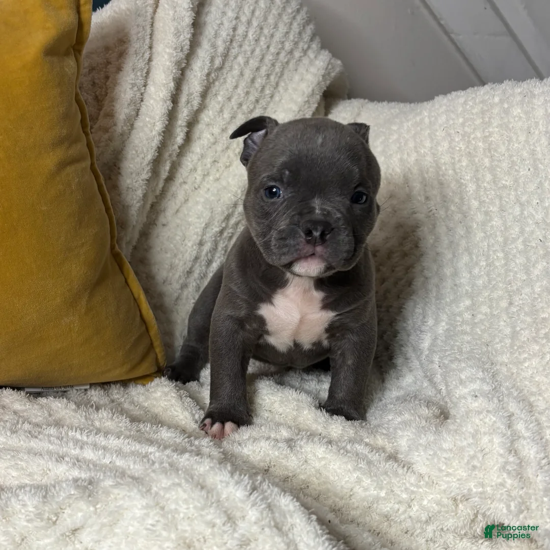 American Bully dogs for sale: Drill - Ad 2