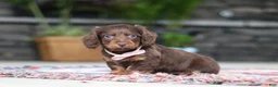 Miniature Dachshund dogs for sale: Rylie - Ad 1