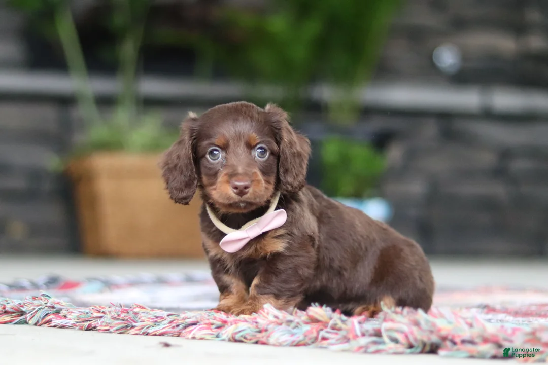 Miniature Dachshund dogs for sale: Rylie - Ad 1