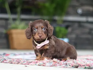 Miniature Dachshund dogs for sale: Rylie - Ad 3