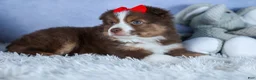 Miniature Australian Shepherd dogs for sale: ELVIS - Ad 10