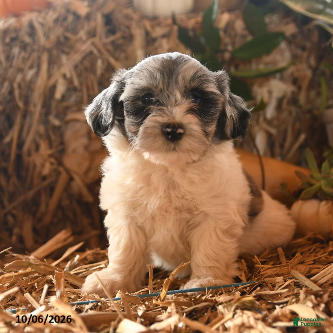 Havapoo dogs for sale: Bubbles - Ad 1
