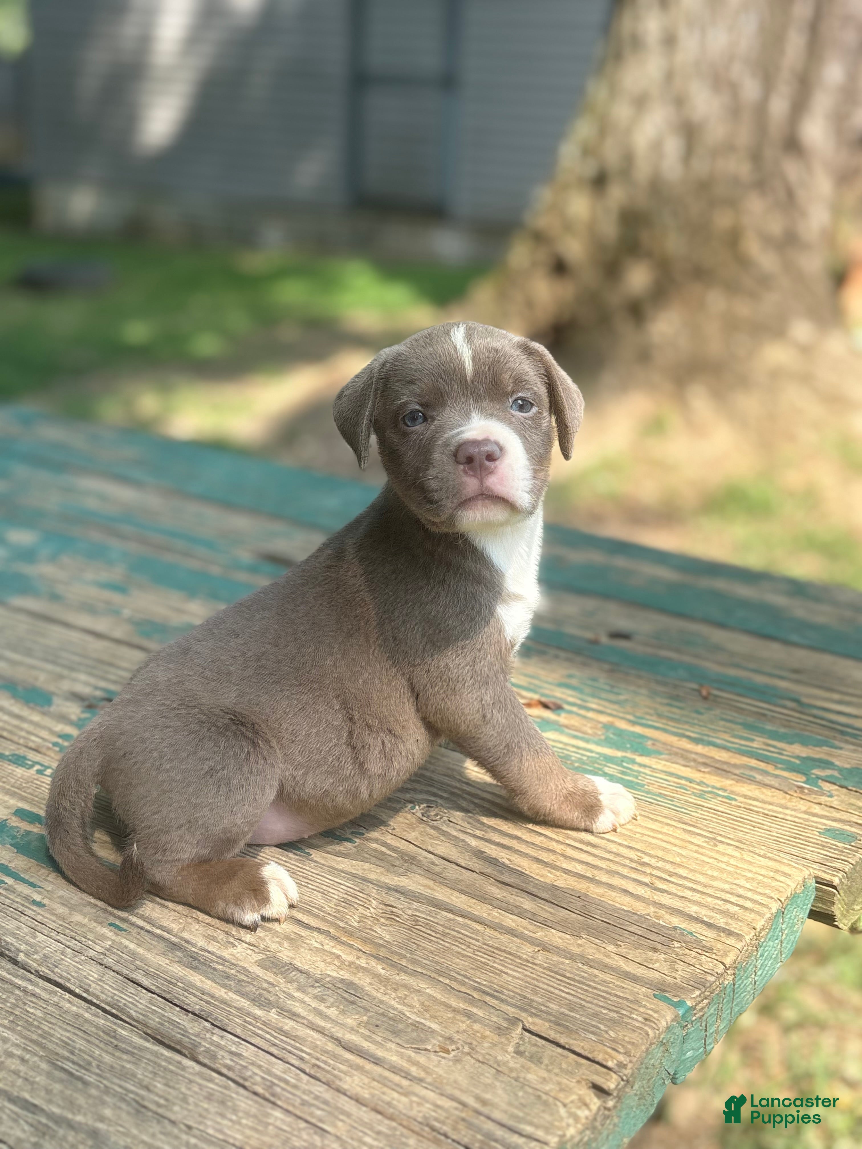 American Bully dogs for sale: Beauty - Ad 2